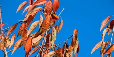 Priprema za zimu i briga o trešnjama u jesen